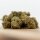 HerbadiBerna Indoor Bl&uuml;ten - Cannaqueen (CHF20.00/3g)