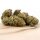 HerbadiBerna Indoor Bl&uuml;ten - Power Plant (CHF20.00/4g)