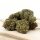 HerbadiBerna Greenhouse Bl&uuml;ten - Gorilla Glue Cherry Berry (CHF35.00/10g)