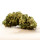 Herba di Berna - Cannatonic Outdoor (CHF 40.00/40g)