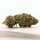 HerbadiBerna Indoor Bl&uuml;ten - Cannatonic (CHF50.00/11g)