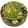 ClickClack Box 5.5cm - Buds & Leaves (1 Stk)