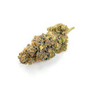 CannabisKing Seeds - Sugar Kiss feminisiert (1 x 3Stk)