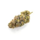 CK Seeds - Sugar Kiss -  feminisiert (3 Stk.