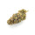 CannabisKing Seeds - Sugar Kiss feminisiert (1 x 3Stk)